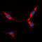Bone Morphogenetic Protein 8a antibody, LS-C353687, Lifespan Biosciences, Immunofluorescence image 