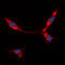 Bone Morphogenetic Protein 8a antibody, LS-C353687, Lifespan Biosciences, Immunofluorescence image 
