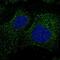 F-Box And WD Repeat Domain Containing 9 antibody, NBP1-84714, Novus Biologicals, Immunocytochemistry image 