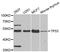 p53 antibody, abx126726, Abbexa, Western Blot image 
