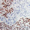 Activating Transcription Factor 2 antibody, LS-C358918, Lifespan Biosciences, Immunohistochemistry frozen image 