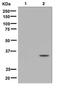 Cyclin Dependent Kinase 1 antibody, ab133463, Abcam, Western Blot image 