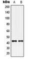 G Protein-Coupled Receptor 132 antibody, orb215153, Biorbyt, Western Blot image 