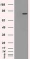 Cytochrome P450 Oxidoreductase antibody, MA5-24964, Invitrogen Antibodies, Western Blot image 