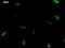 UTP4 Small Subunit Processome Component antibody, LS-C342800, Lifespan Biosciences, Immunofluorescence image 