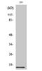 Ribosomal Protein L35 antibody, STJ95474, St John