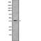 C-C Motif Chemokine Receptor Like 2 antibody, abx149030, Abbexa, Western Blot image 