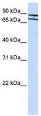 Zinc Finger Protein 572 antibody, TA345542, Origene, Western Blot image 