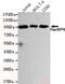 RAN Binding Protein 9 antibody, MBS475103, MyBioSource, Western Blot image 