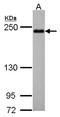 Shroom Family Member 2 antibody, NBP2-15437, Novus Biologicals, Western Blot image 