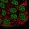 Grainyhead Like Transcription Factor 2 antibody, PA5-52116, Invitrogen Antibodies, Immunofluorescence image 