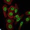 Lysine Demethylase 4A antibody, LS-C812666, Lifespan Biosciences, Immunofluorescence image 