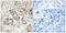 Regulator Of Chromosome Condensation 2 antibody, LS-C120267, Lifespan Biosciences, Immunohistochemistry frozen image 