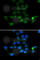 Tyrosine aminotransferase antibody, A6764, ABclonal Technology, Immunofluorescence image 