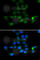 Tyrosine Aminotransferase antibody, A6764, ABclonal Technology, Immunofluorescence image 