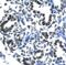 Claudin 17 antibody, PA1-24419, Invitrogen Antibodies, Immunohistochemistry frozen image 