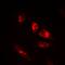 POU Class 2 Homeobox 2 antibody, orb214420, Biorbyt, Immunofluorescence image 