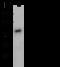 Vascular Cell Adhesion Molecule 1 antibody, 10113-T56, Sino Biological, Western Blot image 