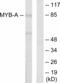 MYB Proto-Oncogene Like 1 antibody, A05803, Boster Biological Technology, Western Blot image 