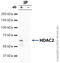 Histone Deacetylase 2 antibody, ab7029, Abcam, Immunoprecipitation image 