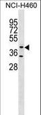 Glycosyltransferase 8 Domain Containing 1 antibody, LS-C159742, Lifespan Biosciences, Western Blot image 