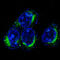 CD9 Molecule antibody, M01202, Boster Biological Technology, Immunofluorescence image 