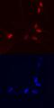 High Mobility Group Box 3 antibody, MAB55071, R&D Systems, Immunofluorescence image 