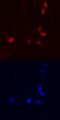 High Mobility Group Box 3 antibody, MAB55071, R&D Systems, Immunofluorescence image 