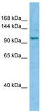 WW And C2 Domain Containing 1 antibody, TA338067, Origene, Western Blot image 