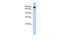 WD Repeat Domain 66 antibody, GTX45713, GeneTex, Western Blot image 