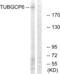 Tubulin Gamma Complex Associated Protein 6 antibody, abx014488, Abbexa, Western Blot image 
