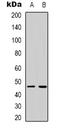 Mitochondrial Ribosomal Protein S9 antibody, LS-C368681, Lifespan Biosciences, Western Blot image 