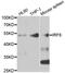 Interferon Regulatory Factor 8 antibody, MBS2522995, MyBioSource, Western Blot image 