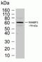 RAN Binding Protein 3 antibody, 700076, Invitrogen Antibodies, Western Blot image 