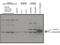 Eukaryotic Translation Initiation Factor 3 Subunit E antibody, NB110-85528, Novus Biologicals, Western Blot image 