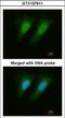 Selenophosphate Synthetase 1 antibody, GTX107611, GeneTex, Immunocytochemistry image 