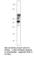 Potassium Voltage-Gated Channel Subfamily J Member 6 antibody, GIRK2-201AP, FabGennix, Western Blot image 