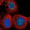 PIN2 (TERF1) Interacting Telomerase Inhibitor 1 antibody, NBP1-83643, Novus Biologicals, Immunofluorescence image 