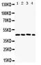 Fos-related antigen 2 antibody, PB9591, Boster Biological Technology, Western Blot image 