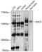 Structural Maintenance Of Chromosomes 5 antibody, 18-603, ProSci, Western Blot image 