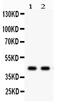 50DAG antibody, PA5-79990, Invitrogen Antibodies, Western Blot image 