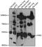 Fatty Acyl-CoA Reductase 1 antibody, 16-526, ProSci, Western Blot image 