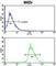 Bone Morphogenetic Protein Receptor Type 1A antibody, abx031356, Abbexa, Western Blot image 