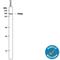 FERM And PDZ Domain Containing 4 antibody, MAB7676, R&D Systems, Western Blot image 