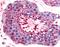 Bestrophin 2 antibody, orb85965, Biorbyt, Immunohistochemistry paraffin image 