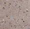 C1q And TNF Related 4 antibody, NBP1-84335, Novus Biologicals, Immunohistochemistry frozen image 