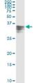 Hemopexin antibody, H00003263-M01, Novus Biologicals, Immunoprecipitation image 
