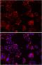 Notch Receptor 3 antibody, 18-949, ProSci, Immunofluorescence image 