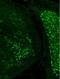 One Cut Homeobox 1 antibody, NBP1-91607, Novus Biologicals, Immunohistochemistry frozen image 