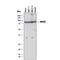 Minichromosome Maintenance Complex Component 7 antibody, MAB92171, Novus Biologicals, Western Blot image 